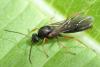 Formica sp.